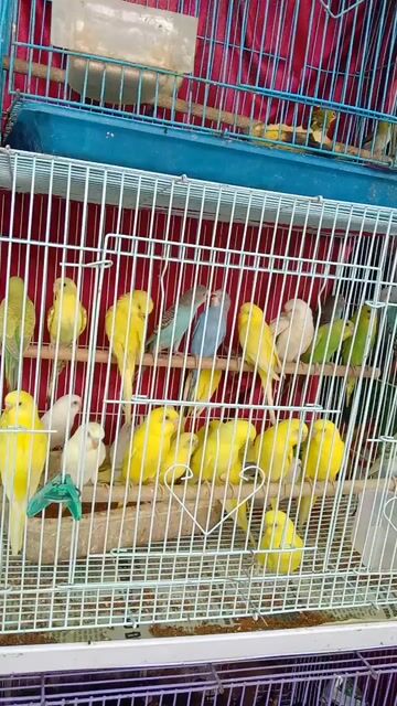 Bán vẹt Hồng koong. Mua bán Chim tại Quận Hai Bà Trưng Hà Nội được đăng bởi Đỗ Thị Hạ hình 1