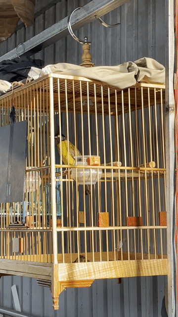 Chim chào mào núi Một mùa Hót đấu. Mua bán Chim tại Huyện Tân Biên Tây Ninh được đăng bởi Ngà Voi hình 1