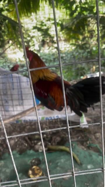 xanh 3k2 lông củ. Mua bán Gà tại Huyện Cao Lãnh Đồng Tháp được đăng bởi nguyễn tường hình 1