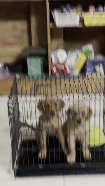 Chó Golden Retriever Vàng Thuần chủng. Mua bán Chó tại Quận Cẩm Lệ Đà Nẵng được đăng bởi Nguyễn Hữu Anh Vũ hình 1