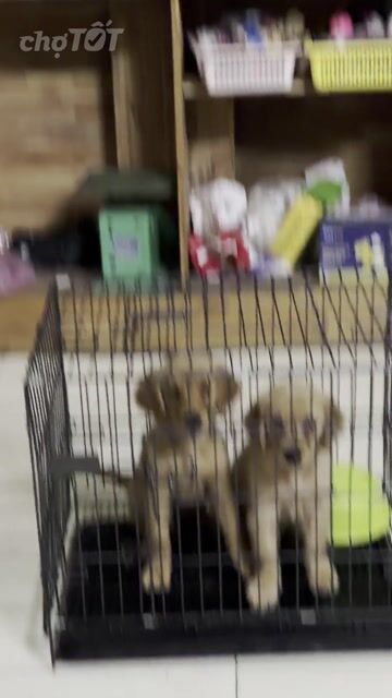 Chó Golden Retriever Vàng Thuần chủng. Mua bán Chó tại Quận Cẩm Lệ Đà Nẵng được đăng bởi Nguyễn Hữu Anh Vũ hình 1
