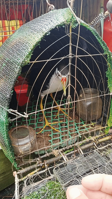 quốc trống. Mua bán Chim tại Huyện Cờ Đỏ Cần Thơ được đăng bởi Hoangtien Le hình 1