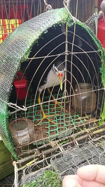 quốc trống. Mua bán Chim tại Huyện Cờ Đỏ Cần Thơ được đăng bởi Hoangtien Le hình 1
