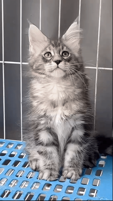 Mèo Maine Coon Cái nhập xinh đẹp. Mua bán Mèo tại Thành phố Thủ Đức Tp Hồ Chí Minh được đăng bởi ĐÀO THÁI PHI LONG hình 1