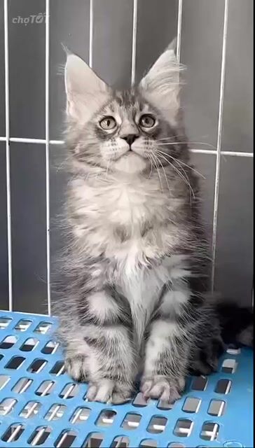 Mèo Maine Coon Cái nhập xinh đẹp. Mua bán Mèo tại Thành phố Thủ Đức Tp Hồ Chí Minh được đăng bởi ĐÀO THÁI PHI LONG hình 1