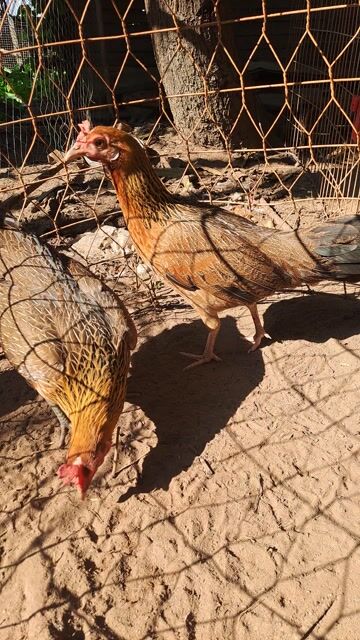 Cặp Gà tre mái đang đẻ trứng. Mua bán Gà tại Huyện Lấp Vò Đồng Tháp được đăng bởi Hoàng Giang hình 1