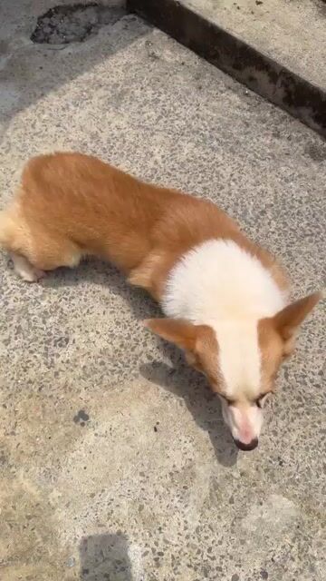 Chó Corgi. Mua bán Chó tại Quận Gò Vấp Tp Hồ Chí Minh được đăng bởi PHẠM DƯƠNG hình 1