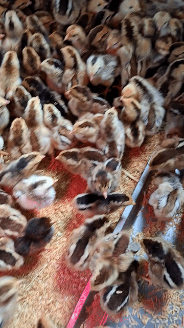 Gà con Bến Tre 1-30 ngày tuổi đã tiêm. Mua bán Gà tại Quận 12 Tp Hồ Chí Minh được đăng bởi Lê Thị Hảo hình 1