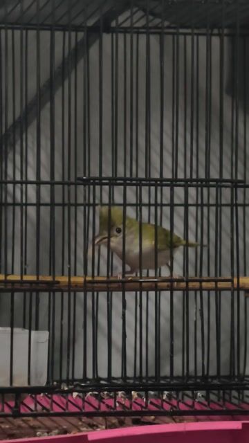 Chim Khướu mào bụng trắng. Mua bán Chim tại Huyện Bình Chánh Tp Hồ Chí Minh được đăng bởi Thành Ngọc hình 1