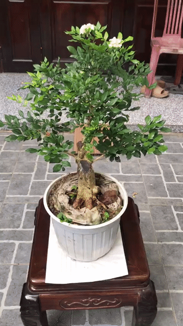 Cây cảnh Nguyệt quế Đà Nẵng đang ra hoa. Mua bán Cây cảnh, đồ trang trí tại Quận Ngũ Hành Sơn Đà Nẵng được đăng bởi Quang Vu hình 1