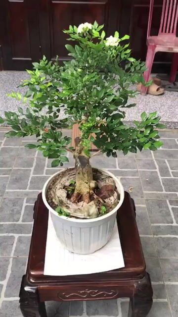 Cây cảnh Nguyệt quế Đà Nẵng đang ra hoa. Mua bán Cây cảnh, đồ trang trí tại Quận Ngũ Hành Sơn Đà Nẵng được đăng bởi Quang Vu hình 1