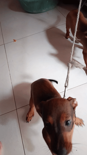 Chó Phốc Sóc cái Nâu đen đã tiêm. Mua bán Chó tại Quận Bình Tân Tp Hồ Chí Minh được đăng bởi A nam hình 1