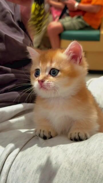 Mèo Munchkin Golden ny12 ny11. bố mẹ nhập có phả. Mua bán Mèo tại Quận 8 Tp Hồ Chí Minh được đăng bởi meonhaca hình 1