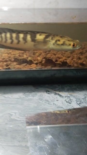 Cá YLS 18cm 9 sọc. Mua bán Thú cưng khác tại Quận 6 Tp Hồ Chí Minh được đăng bởi  Cường hình 1