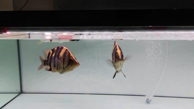 Cá hổ Indo Size 2x. Mua bán Thú cưng khác tại Quận Phú Nhuận Tp Hồ Chí Minh được đăng bởi Lâm Đỗ hình 1