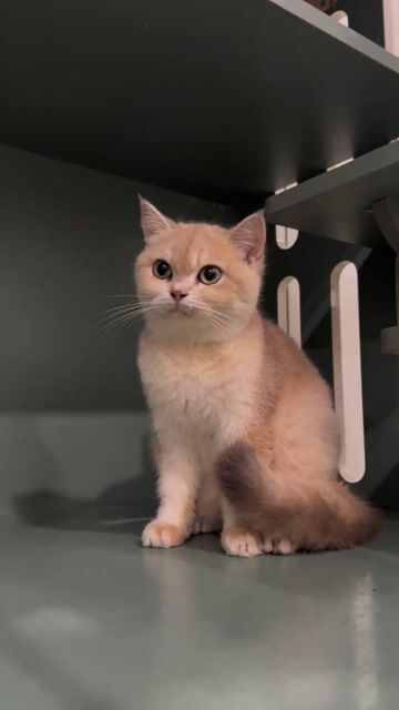 🌟Mèo Blue Golden Ay12 Cái Tơ 10 Tháng Tuổi. Mua bán Mèo tại Quận Hai Bà Trưng Hà Nội được đăng bởi Family Pet Shop hình 1