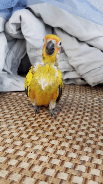 Chim Sunconure Vàng. Mua bán Chim tại Thành phố Thủ Đức Tp Hồ Chí Minh được đăng bởi hungkiem hình 1