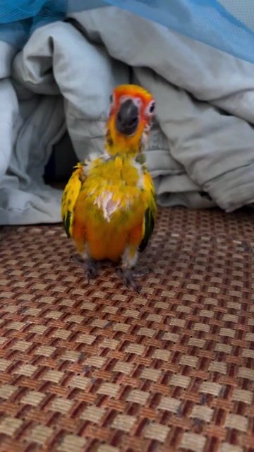 Chim Sunconure Vàng. Mua bán Chim tại Thành phố Thủ Đức Tp Hồ Chí Minh được đăng bởi hungkiem hình 1