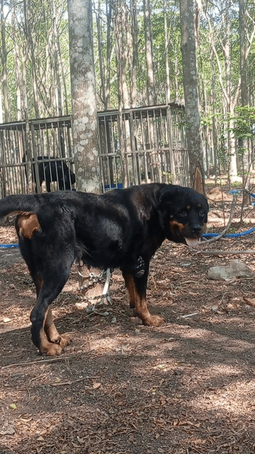 Chó Rottweiler cái 2.5 tuổi. Mua bán Chó tại Huyện Trảng Bom Đồng Nai được đăng bởi Trần Văn lưu hình 1