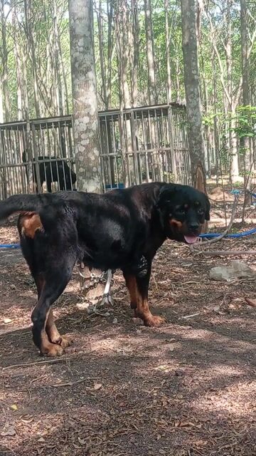 Chó Rottweiler cái 2.5 tuổi. Mua bán Chó tại Huyện Trảng Bom Đồng Nai được đăng bởi Trần Văn lưu hình 1