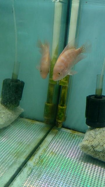 Cá La Hán Khỉ Đỏ 2 ngón. Mua bán Thú cưng khác tại Quận Bình Tân Tp Hồ Chí Minh được đăng bởi Trung Hiếu hình 1