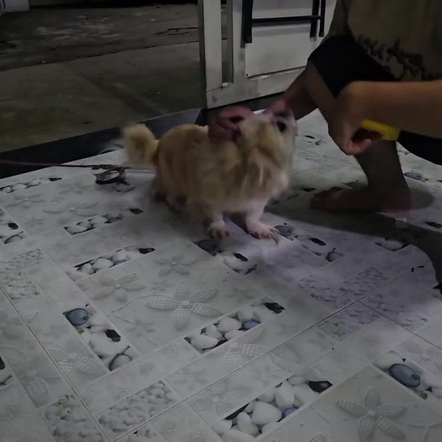 Chó Bắc Kinh mini vàng kem 17 tháng. Mua bán Chó tại Huyện Bình Chánh Tp Hồ Chí Minh được đăng bởi Ho Sang hình 1