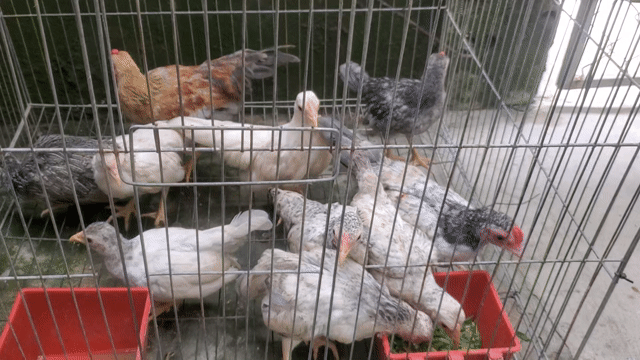 Gà tre cảnh/sinh sản 3 tháng Đa sắc. Mua bán Gà tại Huyện Tân Hiệp Kiên Giang được đăng bởi Ha DANG hình 1