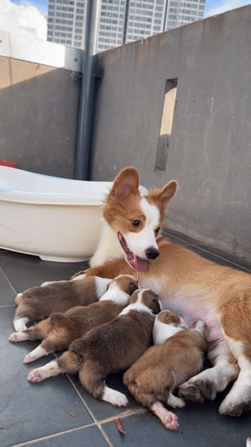 Chó Corgi Thuần chủng Đã tiêm vắc xin. Mua bán Chó tại Quận Thanh Khê Đà Nẵng được đăng bởi Chaien Pet Shop hình 1