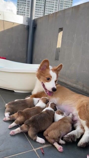 Chó Corgi Thuần chủng Đã tiêm vắc xin. Mua bán Chó tại Quận Thanh Khê Đà Nẵng được đăng bởi Chaien Pet Shop hình 1
