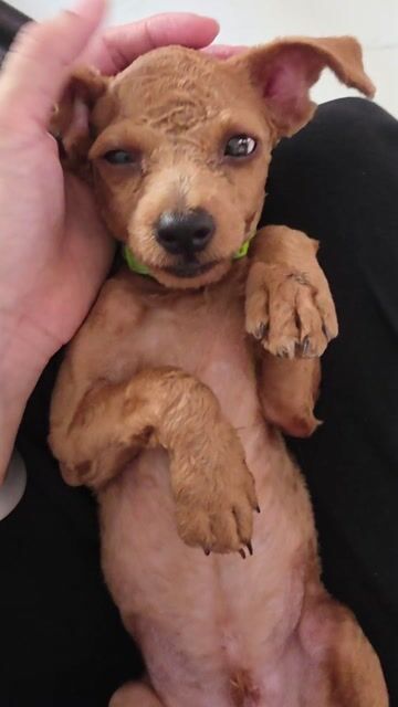 Chó Poodle tiny đực. Mua bán Chó tại Thành phố Trà Vinh Trà Vinh được đăng bởi My Le hình 1