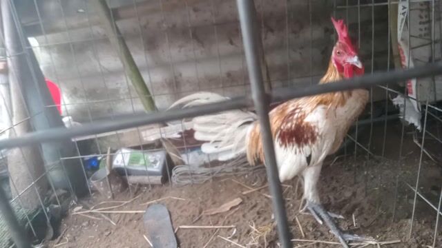 Gà Peru Tre đực 6 tháng. Mua bán Gà tại Huyện Cầu Kè Trà Vinh được đăng bởi khai Trương hình 1