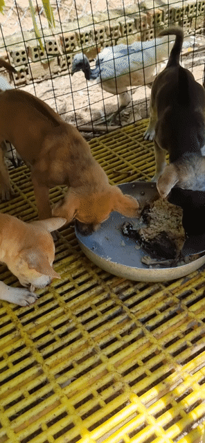 Chó Phú Quốc lai 3kg. Mua bán Chó tại Thành phố Thuận An Bình Dương được đăng bởi Lê Bình Dương hình 1