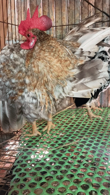 Cặp gà Serama. Mua bán Gà tại Huyện Cầu Kè Trà Vinh được đăng bởi Nắng hình 1
