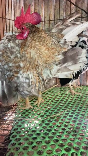 Cặp gà Serama. Mua bán Gà tại Huyện Cầu Kè Trà Vinh được đăng bởi Nắng hình 1