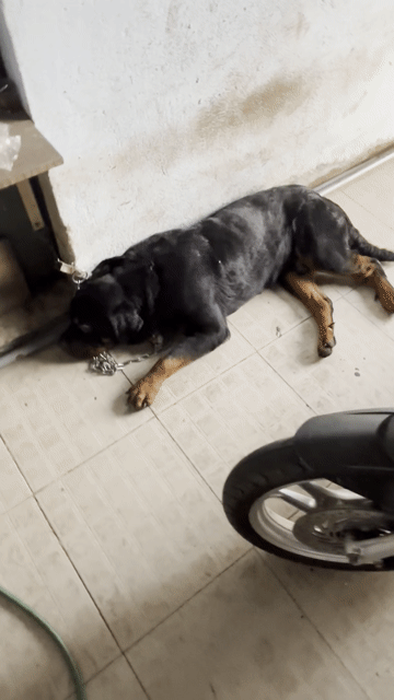 Chó Rottweiler đực trên 1 tuổi. Mua bán Chó tại Thành phố Biên Hòa Đồng Nai được đăng bởi Vinh hình 1