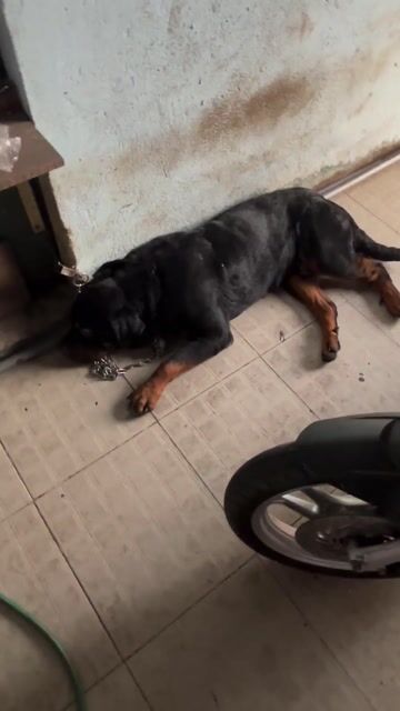 Chó Rottweiler đực trên 1 tuổi. Mua bán Chó tại Thành phố Biên Hòa Đồng Nai được đăng bởi Vinh hình 1