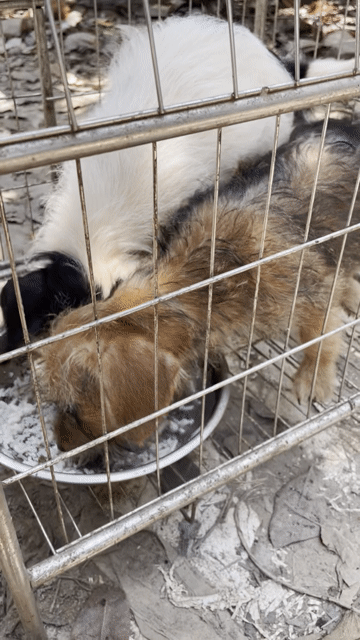 550k/1con poodle lai lạp xưởng. Mua bán Chó tại Huyện Thanh Trì Hà Nội được đăng bởi Vinh Nguyễn  hình 1