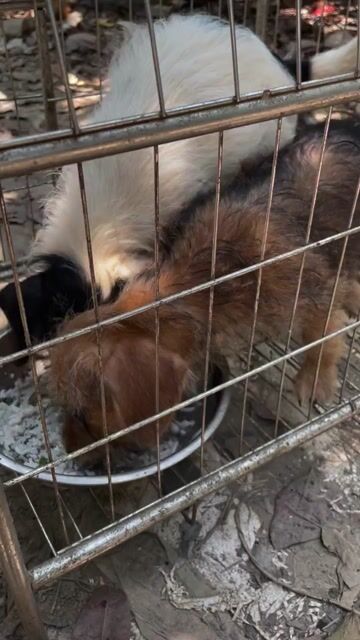 550k/1con poodle lai lạp xưởng. Mua bán Chó tại Huyện Thanh Trì Hà Nội được đăng bởi Vinh Nguyễn  hình 1