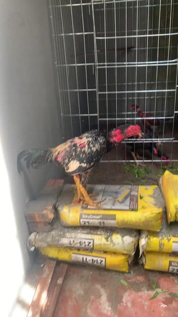Gà chuối cong chân làm cảnh sau về đúc mái. Mua bán Gà tại Huyện Thanh Trì Hà Nội được đăng bởi Huy hình 1