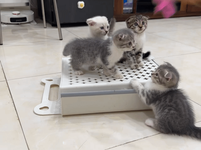 Mèo Bengal lai ALN 2 tháng. Mua bán Mèo tại Quận Hoàng Mai Hà Nội được đăng bởi Giang Nguyễn hình 1