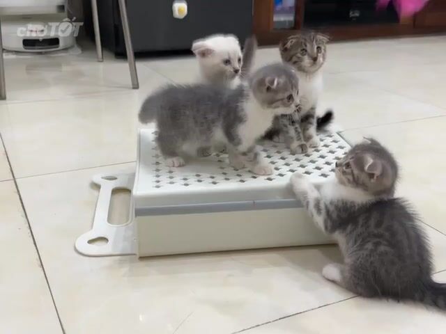 Mèo Bengal lai ALN 2 tháng. Mua bán Mèo tại Quận Hoàng Mai Hà Nội được đăng bởi Giang Nguyễn hình 1