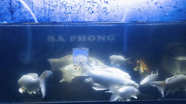 Cá Koi Nhiều màu và phi tần hẻm ngô tất tố BMT. Mua bán Thú cưng khác tại Thành phố Buôn Ma Thuột Đắk Lắk được đăng bởi Tiệm Cá Cảnh Bá Phong BMT hình 1