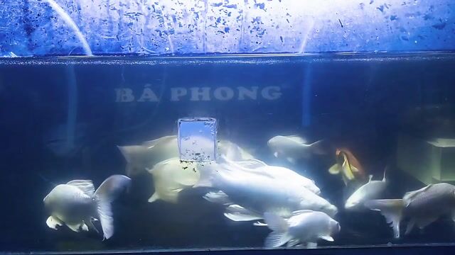 Cá Koi Nhiều màu và phi tần hẻm ngô tất tố BMT. Mua bán Thú cưng khác tại Thành phố Buôn Ma Thuột Đắk Lắk được đăng bởi Tiệm Cá Cảnh Bá Phong BMT hình 1