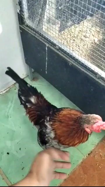 Gà tre Bắc xám hồng trạng 4l6. Mua bán Gà tại Thành phố Rạch Giá Kiên Giang được đăng bởi Mỹ Miều hình 1