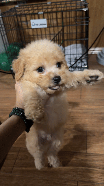 Chó Poodle đực Nâu vàng 2.5 tháng. Mua bán Chó tại Quận Ba Đình Hà Nội được đăng bởi Chu Phương Linh hình 1