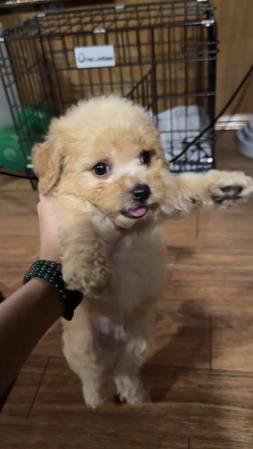 Chó Poodle đực Nâu vàng 2.5 tháng. Mua bán Chó tại Quận Ba Đình Hà Nội được đăng bởi Chu Phương Linh hình 1