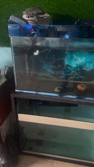 Bể cá cảnh Kính 90x60x60 cm. Mua bán Phụ kiện, Thức ăn, Dịch vụ tại Quận Liên Chiểu Đà Nẵng được đăng bởi Andy hình 1