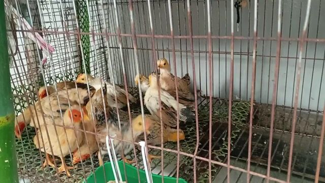 Gà con nhiều màu đã tiêm phòng. Mua bán Gà tại Huyện Quế Võ Bắc Ninh được đăng bởi Trương bảo long hình 1