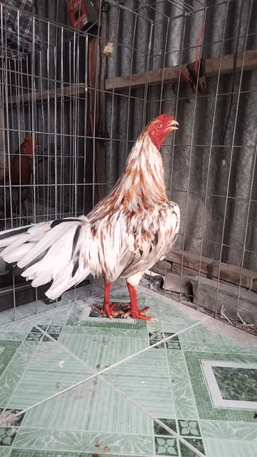 Gà nòi ngũ sắc đực 2.5kg. Mua bán Gà tại Huyện Thới Lai Cần Thơ được đăng bởi Tiên Nữ Cu Bự hình 1