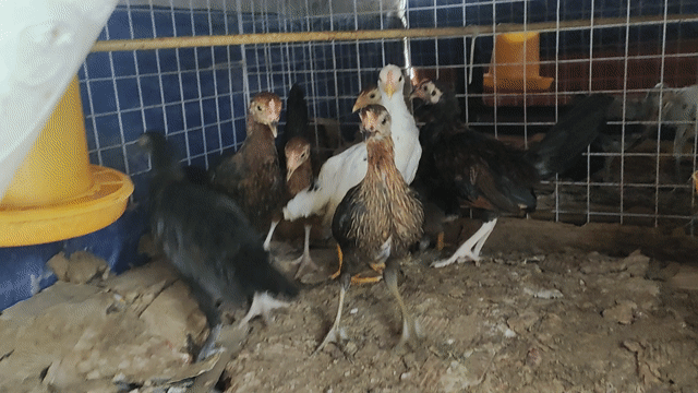 200k 1 em Gà mái tre cái 3 tháng trạng đẻ 9 lạng. Mua bán Gà tại Quận 1 Tp Hồ Chí Minh được đăng bởi Gà Tre Phở QN TPHCM hình 1